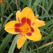 Denivka 'Black Eyed Susan' - Hemerocallis 'Black Eyed Susan'
