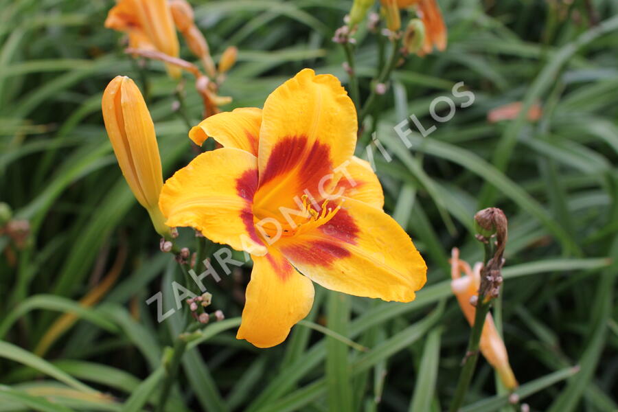 Denivka 'Black Eyed Susan' - Hemerocallis 'Black Eyed Susan'