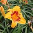 Denivka 'Black Eyed Susan' - Hemerocallis 'Black Eyed Susan'