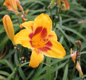 Denivka 'Black Eyed Susan' - Hemerocallis 'Black Eyed Susan'
