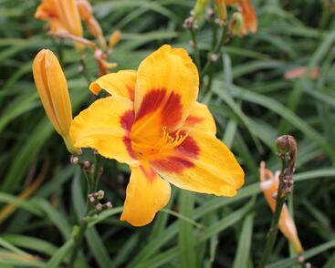Denivka 'Black Eyed Susan'