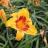 Hemerocallis 'Black Eyed Susan'_01.JPG