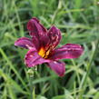 Denivka 'Black Emanuelle' - Hemerocallis 'Black Emanuelle'
