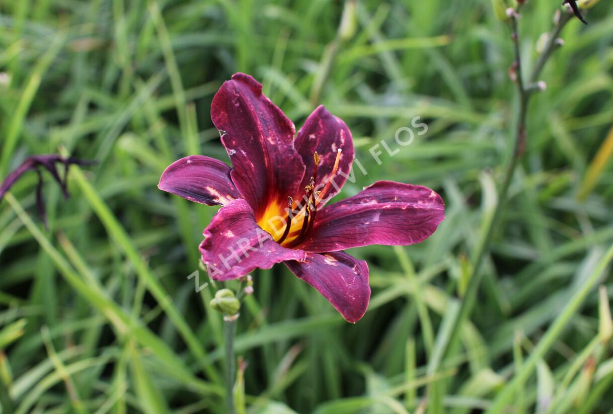 Denivka 'Black Emanuelle' - Hemerocallis 'Black Emanuelle'