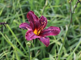 Denivka 'Black Emanuelle' - Hemerocallis 'Black Emanuelle'