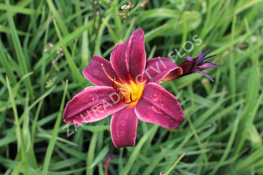 Denivka 'Black Emanuelle' - Hemerocallis 'Black Emanuelle'