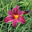 Denivka 'Black Emanuelle' - Hemerocallis 'Black Emanuelle'