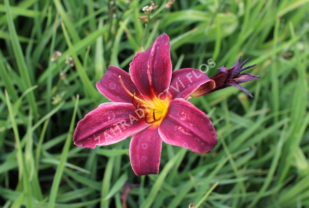Denivka 'Black Emanuelle' - Hemerocallis 'Black Emanuelle'