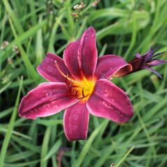Denivka 'Black Emanuelle' - Hemerocallis 'Black Emanuelle'