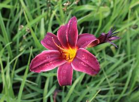Denivka 'Black Emanuelle' - Hemerocallis 'Black Emanuelle'