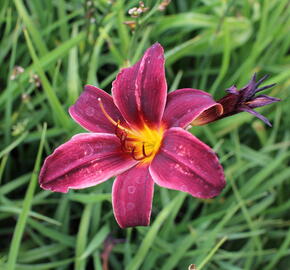 Denivka 'Black Emanuelle' - Hemerocallis 'Black Emanuelle'