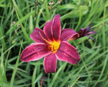 Denivka 'Black Emanuelle'