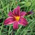 Hemerocallis 'Black Emanuelle'.JPG