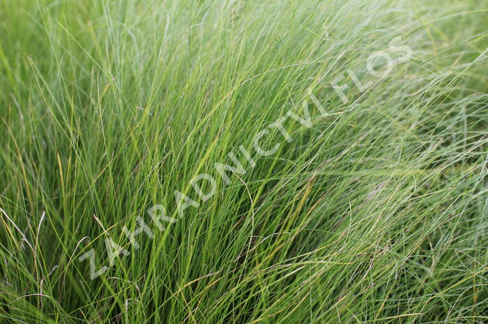 Kavyl andský - Stipa ichu