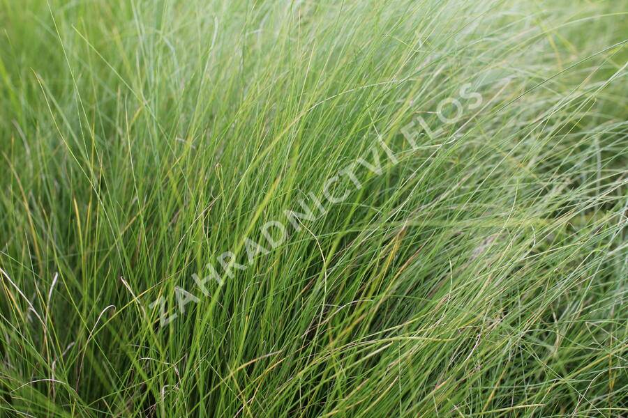 Kavyl andský - Stipa ichu
