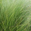 Kavyl andský - Stipa ichu