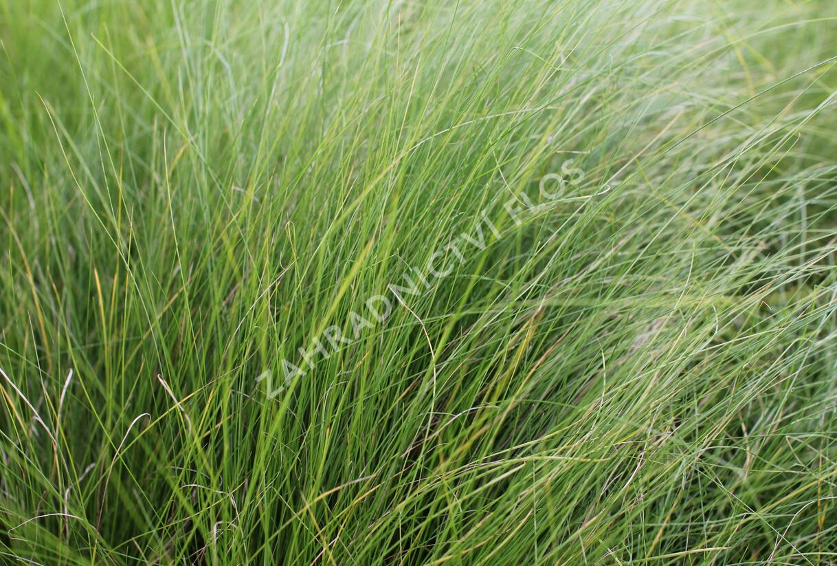 Kavyl andský - Stipa ichu