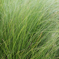 Kavyl andský - Stipa ichu