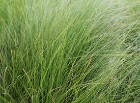 Kavyl andský - Stipa ichu