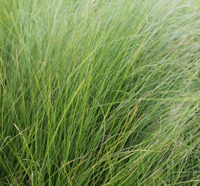 Kavyl andský - Stipa ichu