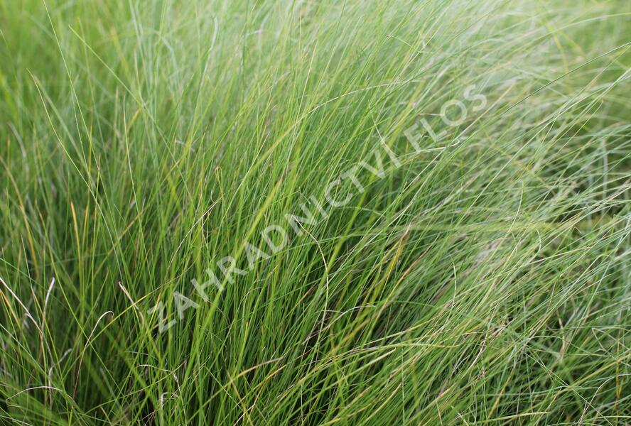 Kavyl andský - Stipa ichu