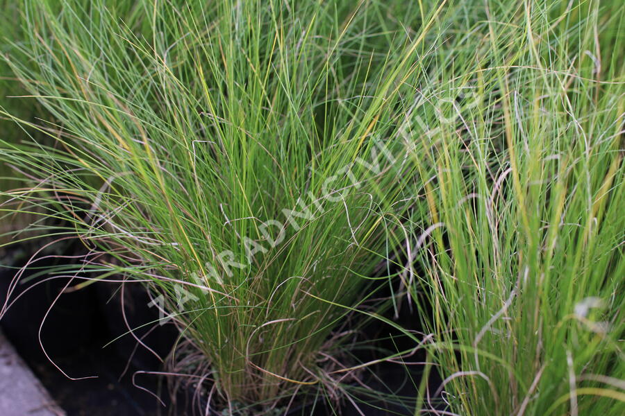 Kavyl andský - Stipa ichu