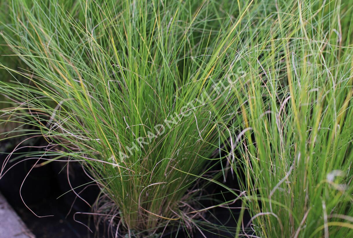 Kavyl andský - Stipa ichu