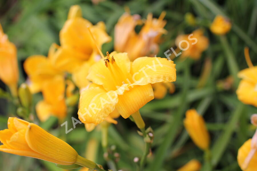 Denivka 'Bakabana' - Hemerocallis 'Bakabana'