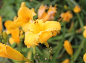 Denivka 'Bakabana' - Hemerocallis 'Bakabana'
