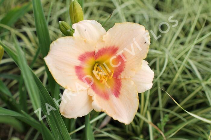 Denivka 'Blush'n Pink Eye' - Hemerocallis 'Blush'n Pink Eye'
