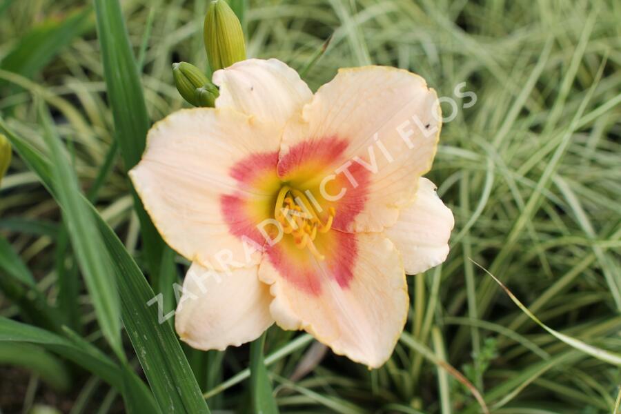 Denivka 'Blush'n Pink Eye' - Hemerocallis 'Blush'n Pink Eye'