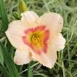 Denivka 'Blush'n Pink Eye' - Hemerocallis 'Blush'n Pink Eye'