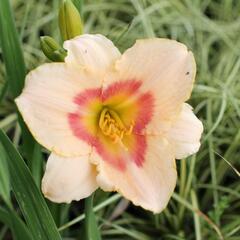 Denivka 'Blush'n Pink Eye' - Hemerocallis 'Blush'n Pink Eye'