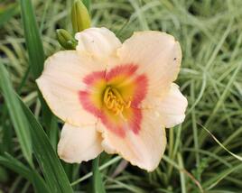 Denivka 'Blush'n Pink Eye'