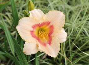 Denivka 'Blush'n Pink Eye' - Hemerocallis 'Blush'n Pink Eye'