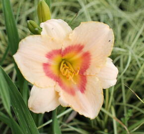 Denivka 'Blush'n Pink Eye' - Hemerocallis 'Blush'n Pink Eye'