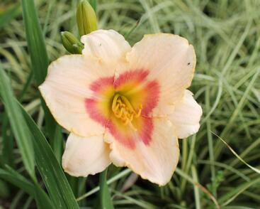 Denivka 'Blush'n Pink Eye'