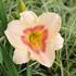 Hemerocallis 'Blush'n Pink Eye'.JPG
