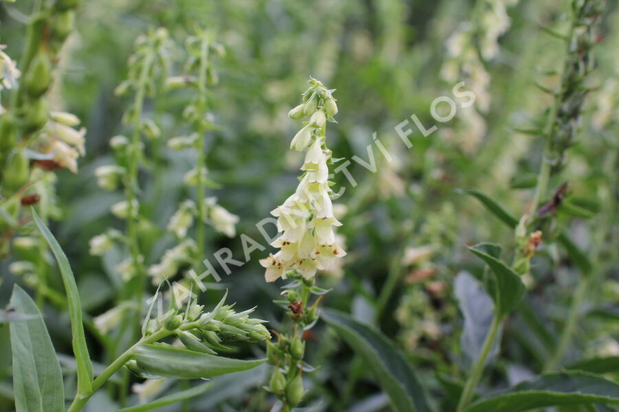 Náprstník žlutý - Digitalis lutea