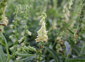 Náprstník žlutý - Digitalis lutea