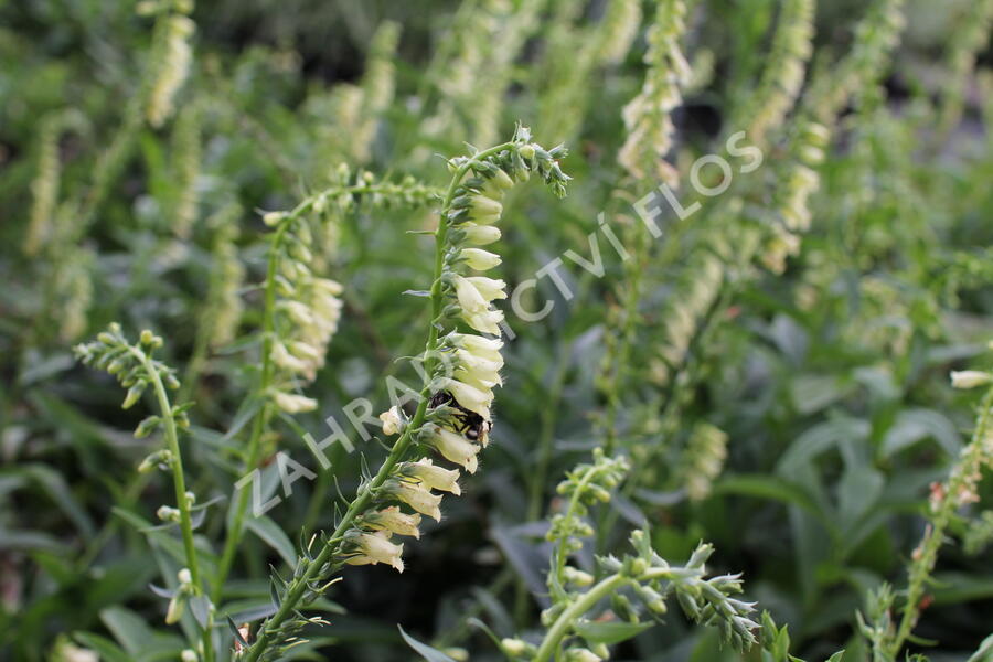 Náprstník žlutý - Digitalis lutea