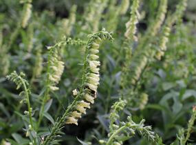 Náprstník žlutý - Digitalis lutea