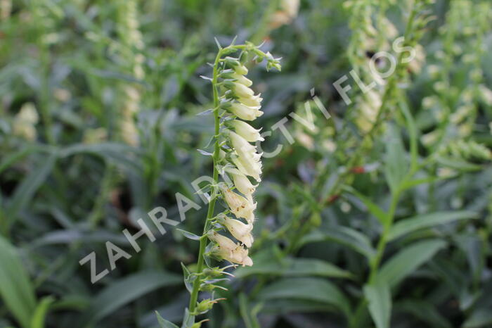 Náprstník žlutý - Digitalis lutea