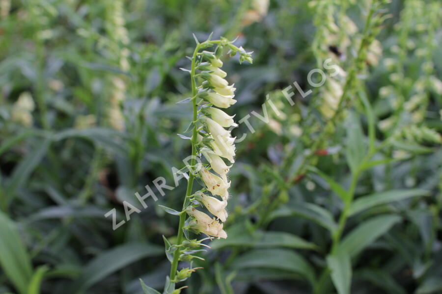 Náprstník žlutý - Digitalis lutea