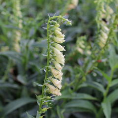 Náprstník žlutý - Digitalis lutea