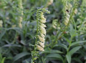 Náprstník žlutý - Digitalis lutea