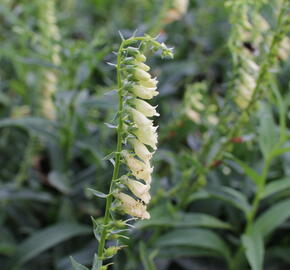 Náprstník žlutý - Digitalis lutea