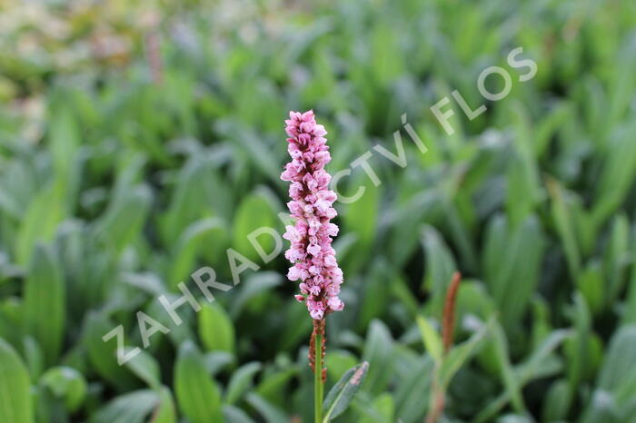 Rdesno 'Darjeeling Red' - Bistorta affinis 'Darjeeling Red'