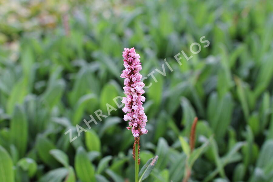 Rdesno 'Darjeeling Red' - Bistorta affinis 'Darjeeling Red'