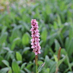 Rdesno 'Darjeeling Red' - Bistorta affinis 'Darjeeling Red'